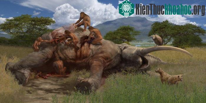 Hominin vốn dĩ đã là loài ăn tạp và biết chớp thời cơ.