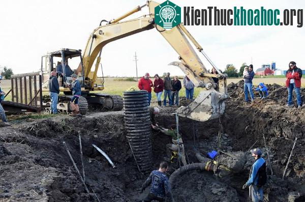 Phát hiện xương voi ma mút lông xoăn tại cánh đồng đậu nành