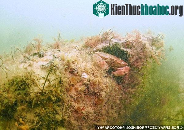 Phát hiện "khu rừng" bí ẩn 10.000 năm tuổi dưới biển sâu
