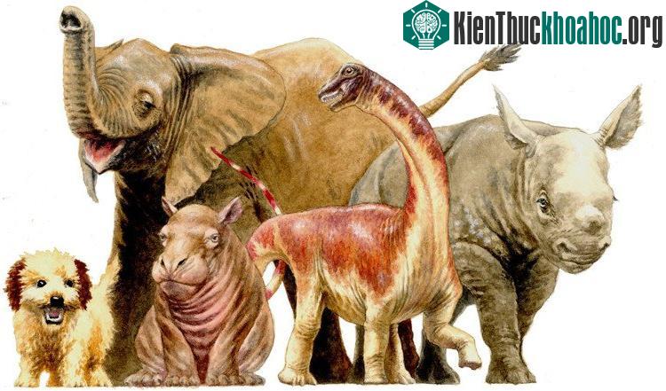 Con Rapetosaurus được phát hiện có kích thước chỉ bằng 1 nửa so với voi châu Phi sơ sinh. Trong khi một con Rapetosaurus trưởng thành có thể to gấp 3 lần so với con voi châu Phi trưởng thành. 