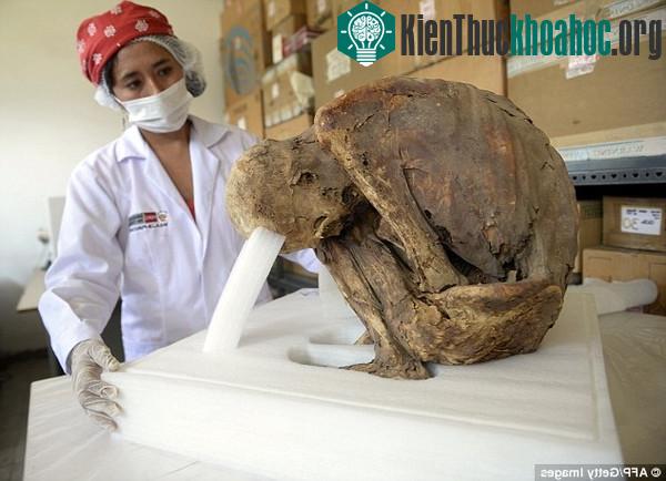 Phát hiện xác ướp em bé thời tiền Inca tại Peru