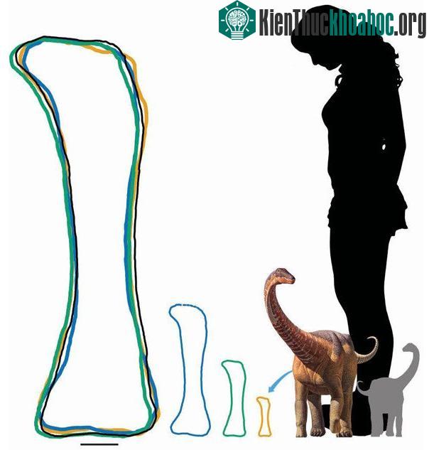 Ảnh minh họa tốc độ phát triển của xương khủng long Rapetosaurus và kích thước của chúng so với con người.