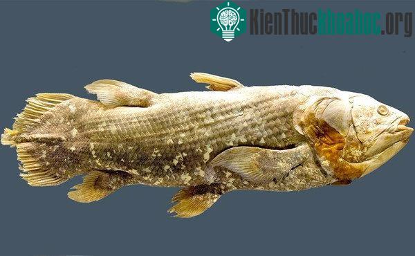 Các nghiên cứu trước đó trên hóa thạch cá chủ yếu lâm vào bế tắc