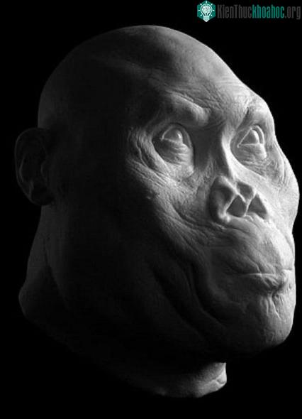 Chân dung người đàn ông thuộc loài&nbsp;Homo Rudolfensis. (Nguồn: Sina).