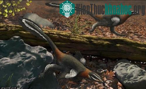 Loài Anchiornis cũng được coi là khủng long chim