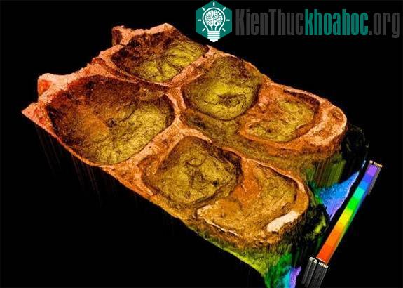 Hình ảnh quét laser răng của khủng long ăn cỏ.