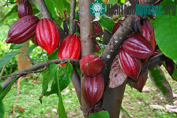 Người Maya dùng chocolate làm gia vị ảnh 0