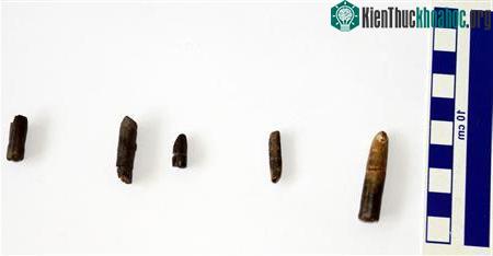 5 chiếc răng hóa thạch có kích thước từ 2-4cm