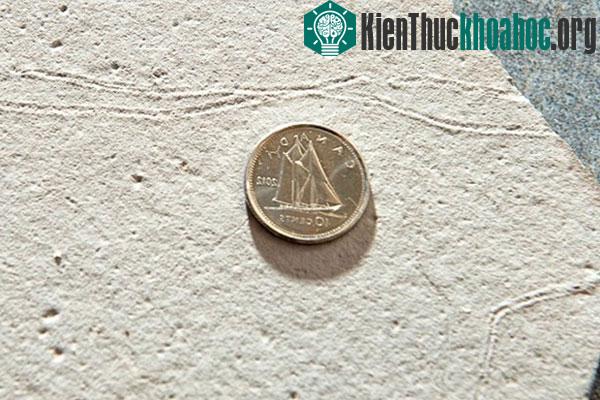 Dấu vết loài sên để lại trên nền đá ở Uruguay