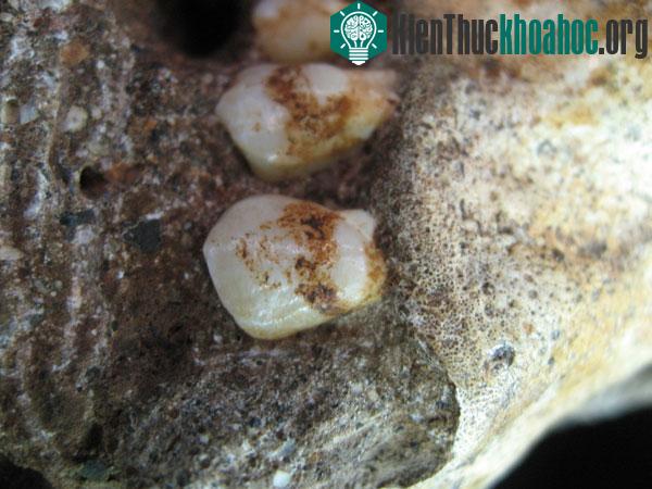Răng thu được từ các hóa thạch Australopithecus sediba