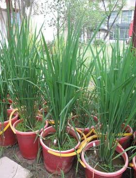 Những cây lúa mọc lên từ hạt thóc tìm thấy ở hố khai quật thành Dền - (Ảnh: Hà Hương)
