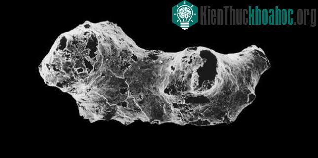 Hóa thạch của sinh vật Otavia antiqua dưới kính hiển vi
