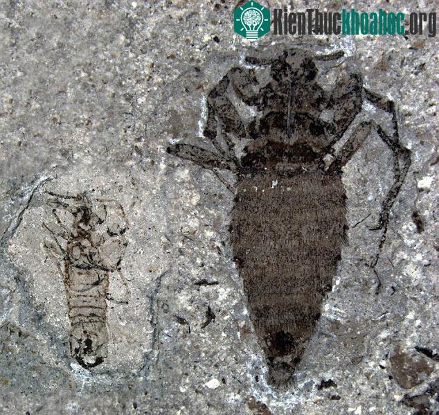 Hoá thạch của con rận đực (phải), rận cái (trái) sống ở thời kỳ giữa kỷ Jura nhờ vào máu của loài khủng long có lông vũ - (Ảnh: Daily Mail)