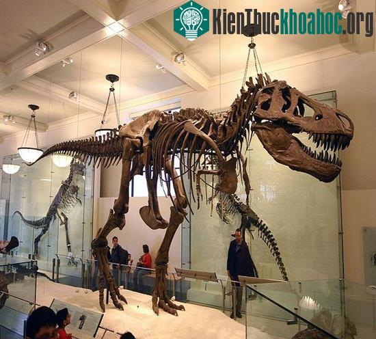 Khủng long bạo chúa lớn hơn, hung bạo hơn con người thường nghĩ.