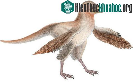 Khủng long&nbsp;Eosinopteryx brevipenna