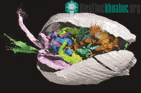 Phát hiện hóa thạch có mô mềm cực hiếm