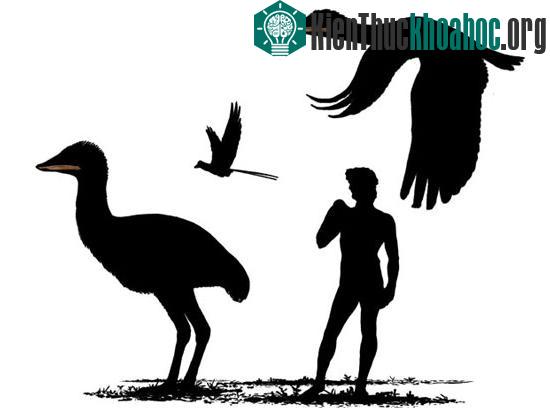 So sánh loài chim Samrukia nessovi vừa tìm thấy với kích thước con người.
