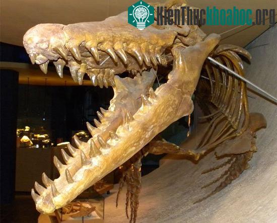 Thằn lằn biển Mosasaur từng thống trị đại dương