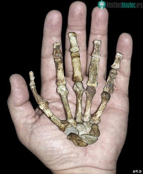 Xương bàn tay phải của Australopithecus sediba