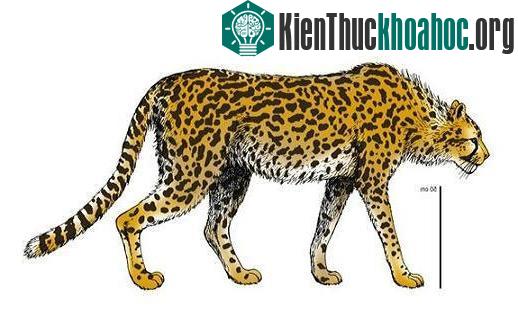 Báo gê-pa Acinonyx jubatus to gấp đôi báo gê-pa hiện tại (Ảnh: livescience)