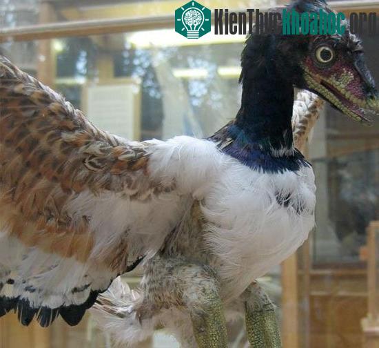 Mô hình Archaeopteryx ở Bảo tàng Đại học Oxford