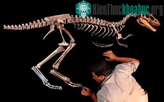 Phát hiện hóa thạch khủng long đang mang thai