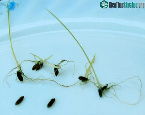 Dừng nghiên cứu 'lúa cổ' Thành Dền ảnh 0