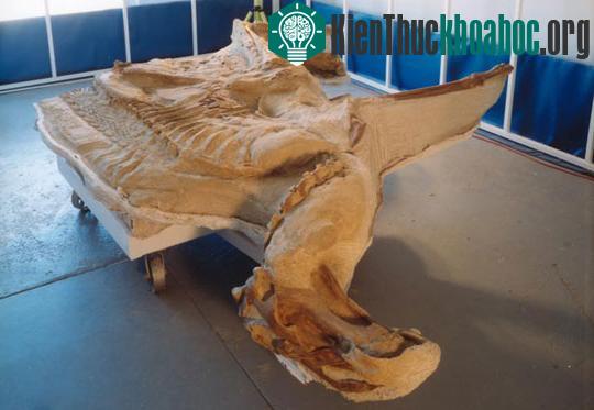 Phát hiện hóa thạch khủng long hoàn chỉnh nhất ảnh 0