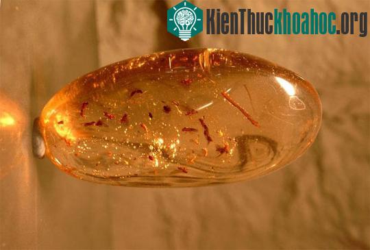Tìm thấy mẫu hổ phách nặng hơn 2kg ở Kaliningrad ảnh 0