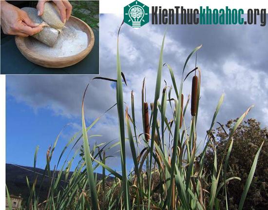 Phát hiện loài người biết chế biến món ăn cách đây 20.000 năm ảnh 0