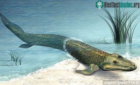 Tất cả động vật có xương sống trên cạn, kể cả con người, đều "thoái giống" từ tổ tiên hình cá, có giác quan thứ sáu. (Ảnh: Daily Mail)