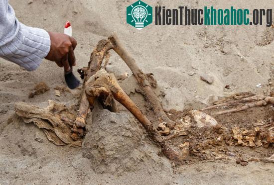 Những bộ xương người và động vật được tìm thấy trên một cồn cát ven biển phía bắc Peru.