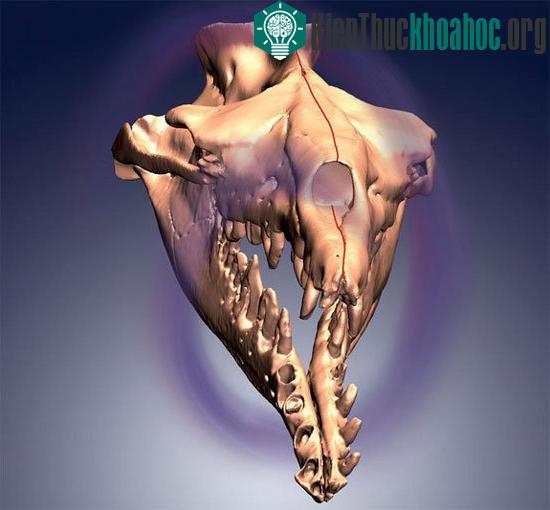 Loài cá voi luôn ẩn chứa những điều thú vị đối với các nhà khoa học (Nguồn: Livescience.com)
