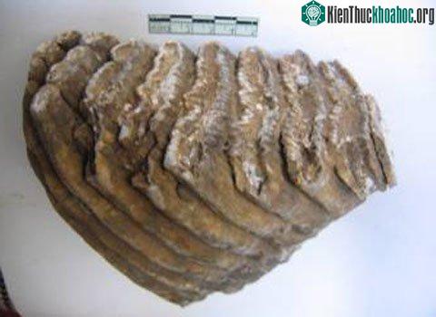 Mặt nghiêng của răng voi. Ảnh do tiến sĩ Trình Năng Chung cung cấp.