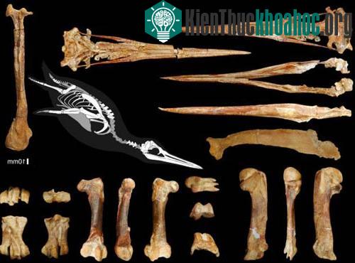 Phát hiện chim cánh cụt cao như… người ảnh 1