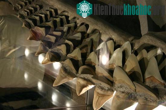 Tìm thấy hàm răng cá mập khổng lồ ảnh 2