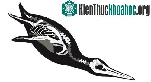 Phát hiện chim cánh cụt cao như… người ảnh 2