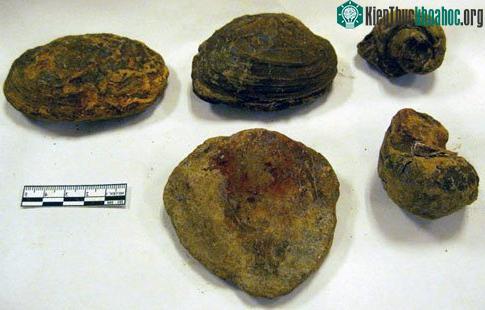 Mẫu ốc và trai hóa thạch.