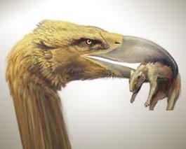 Chim Phorusrhacidae