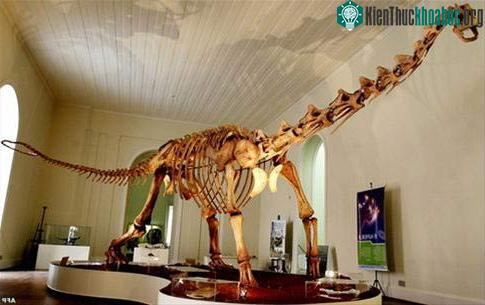 Bộ xương dựng lại của Maxakalisaurus được trưng bày tại Bảo tàng quốc gia Brazil