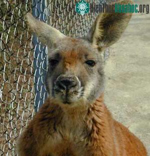 Kangaru ngày nay là những sinh vật ăn cỏ hiền lành