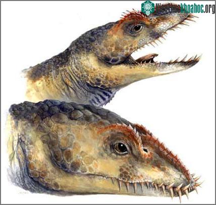 Mô tả về cái đầu và cổ của một con Umoonasaurus trưởng thành (trên) và chưa trưởng thành (dưới).