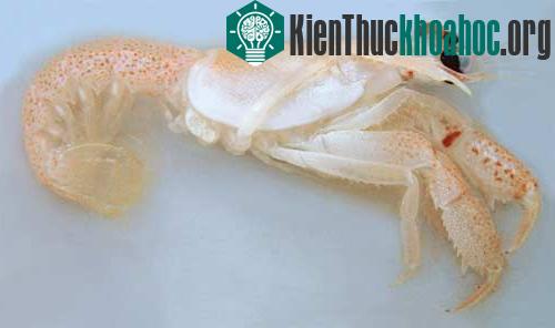 Phát hiện một loài giáp xác mới ở Thái Bình Dương ảnh 0