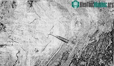 Hóa thạch động vật có xương sống trong đá vôi Trias trung ở Việt Nam ảnh 0
