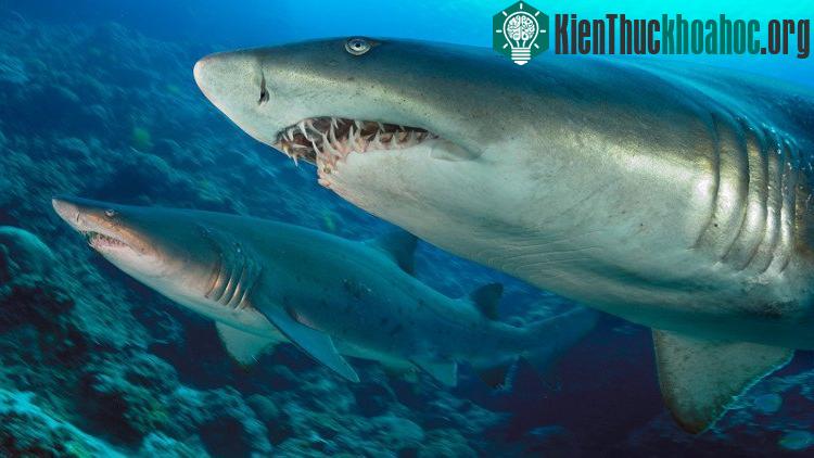 Cá mập hổ cát (Carcharias Taurus) con ăn thịt lẫn nhau từ trong bụng mẹ.
