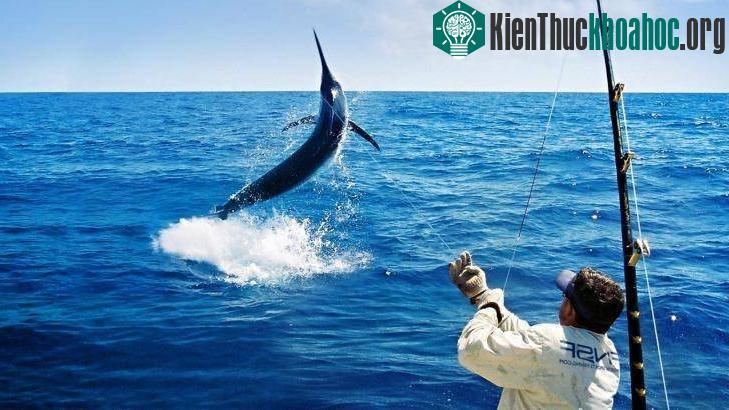 Cá kiếm kéo phăng ngư dân xuống biển. (Ảnh minh họa: Sydney Morning Herald).