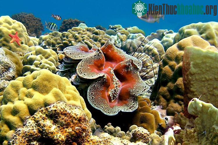Sò tai tượng có tên khoa học là Tridacna gigas, được phát hiện năm 1521.