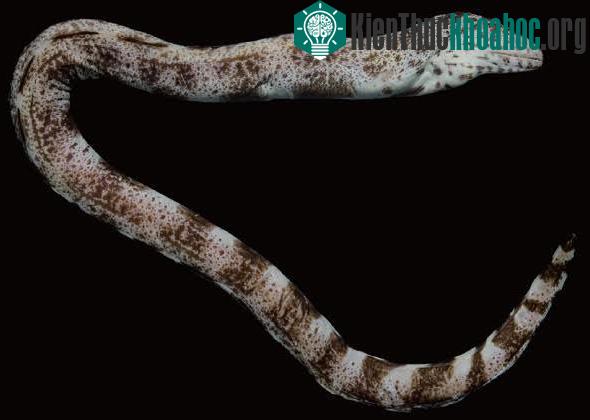 Hình dạng ngoài tiêu bản của loài Gymnothorax minor thu thập tại Nha Trang. (Ảnh: VAST).