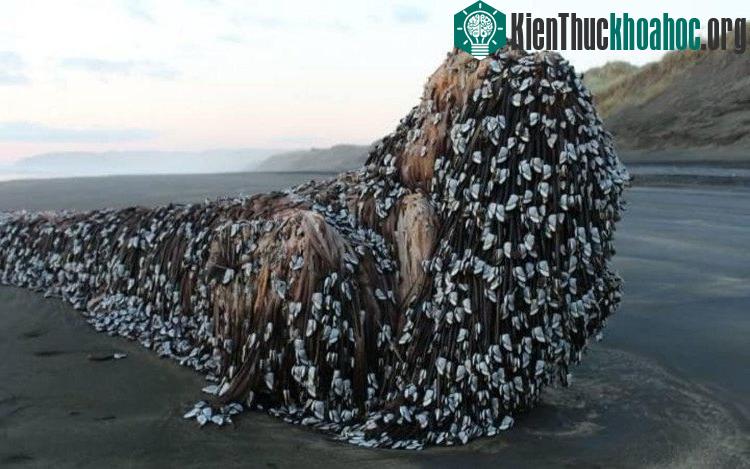 Vật thể lạ dạt vào bờ biển New Zealand. (Ảnh: News.com.au).