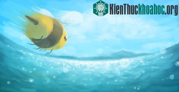 Đại dương cũng có những chú "Ong" cần mẫn.